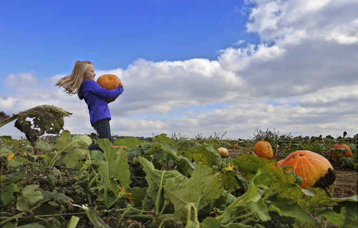 Kailyn Worth collects a pumpkin at Lehner's Pumpkin Farm near Radnor in Delaware County. Kailyn's sister Mackenzie was also on the hunt for pumpkins to carve and smaller ones to paint.   (Eric Albrecht / The Columbus Dispatch)